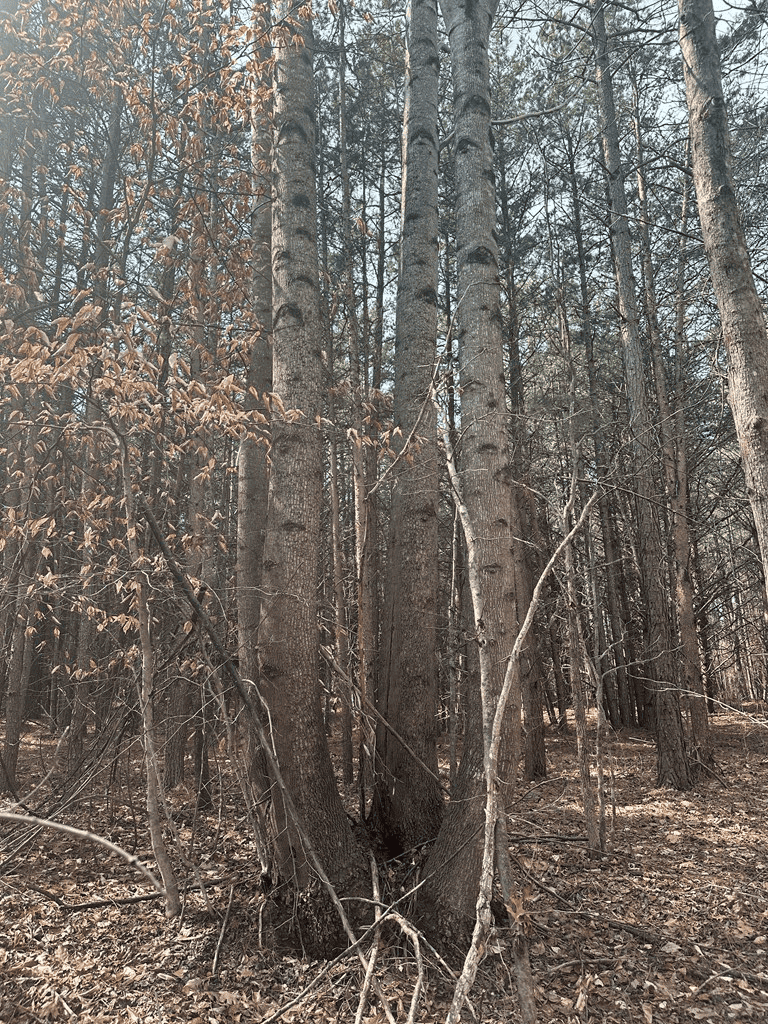 35.24 Acres Bordering White Oak Mountain WMA – Hunter’s Haven