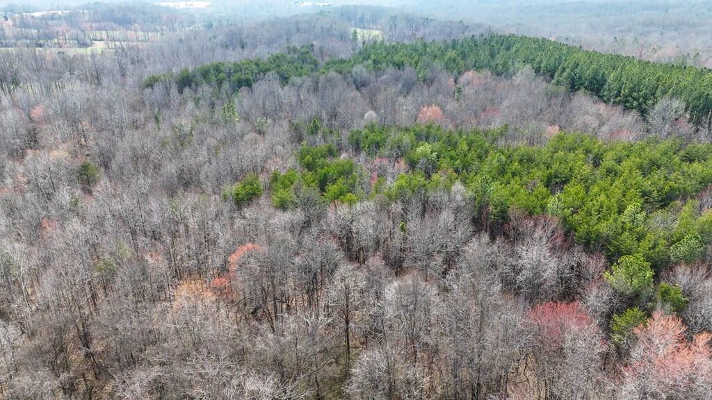 35.24 Acres Bordering White Oak Mountain WMA – Hunter’s Haven