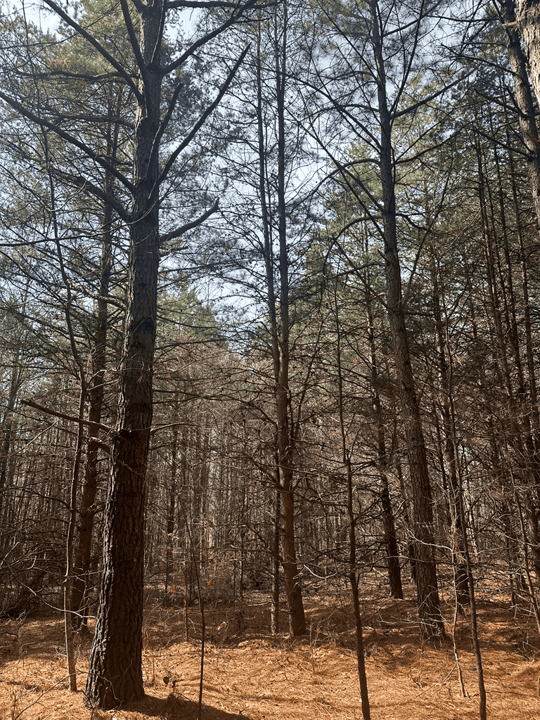 35.24 Acres Bordering White Oak Mountain WMA – Hunter’s Haven