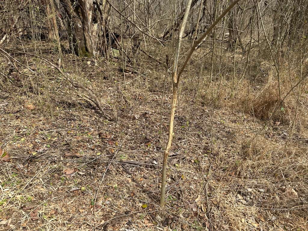 35.24 Acres Bordering White Oak Mountain WMA – Hunter’s Haven