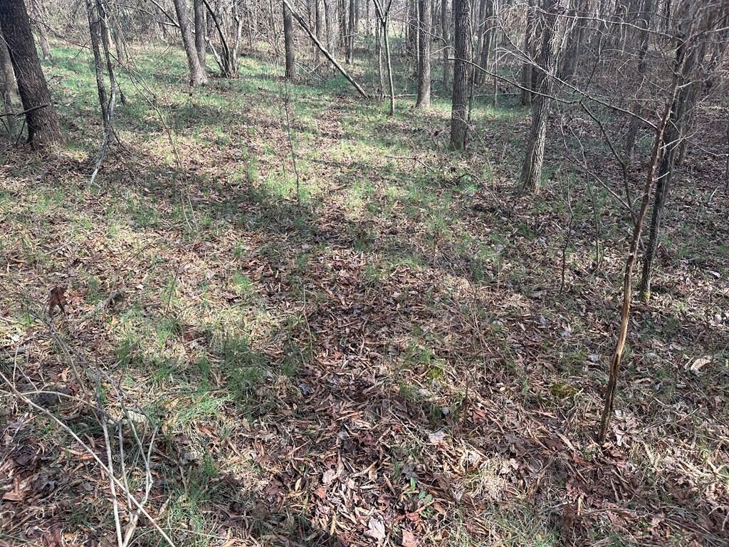 35.24 Acres Bordering White Oak Mountain WMA – Hunter’s Haven