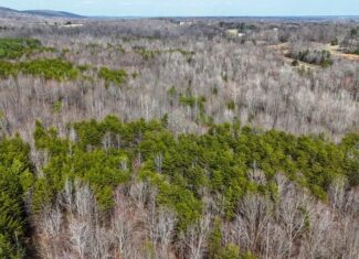 35.24 Acres Bordering White Oak Mountain WMA – Hunter’s Haven