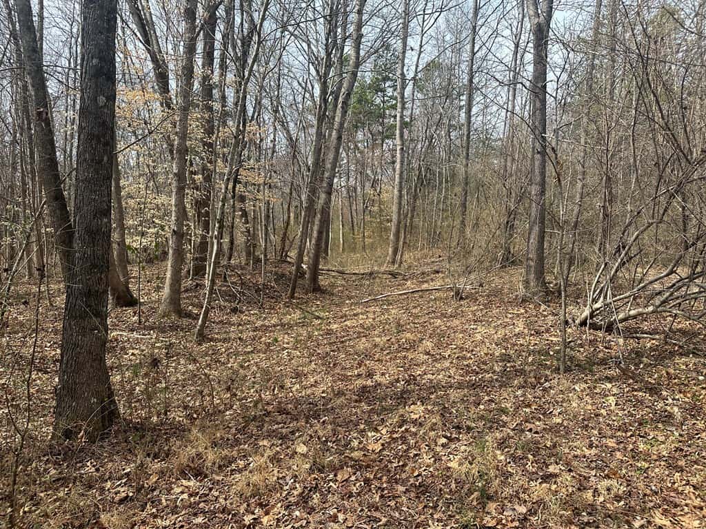 35.24 Acres Bordering White Oak Mountain WMA – Hunter’s Haven