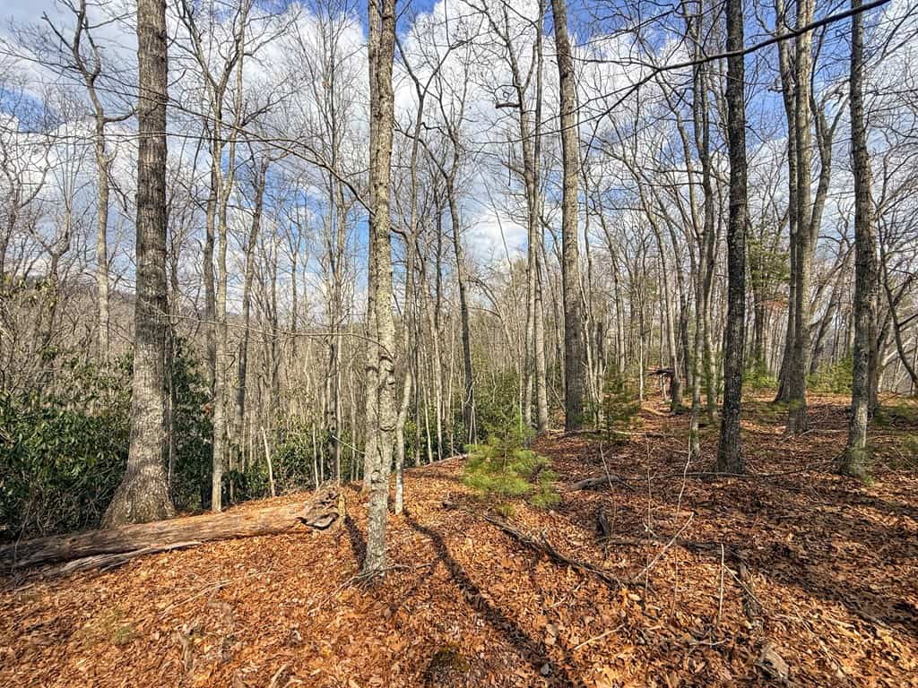 144.8± Acres of Premier Hunting Land in Southwest Virginia