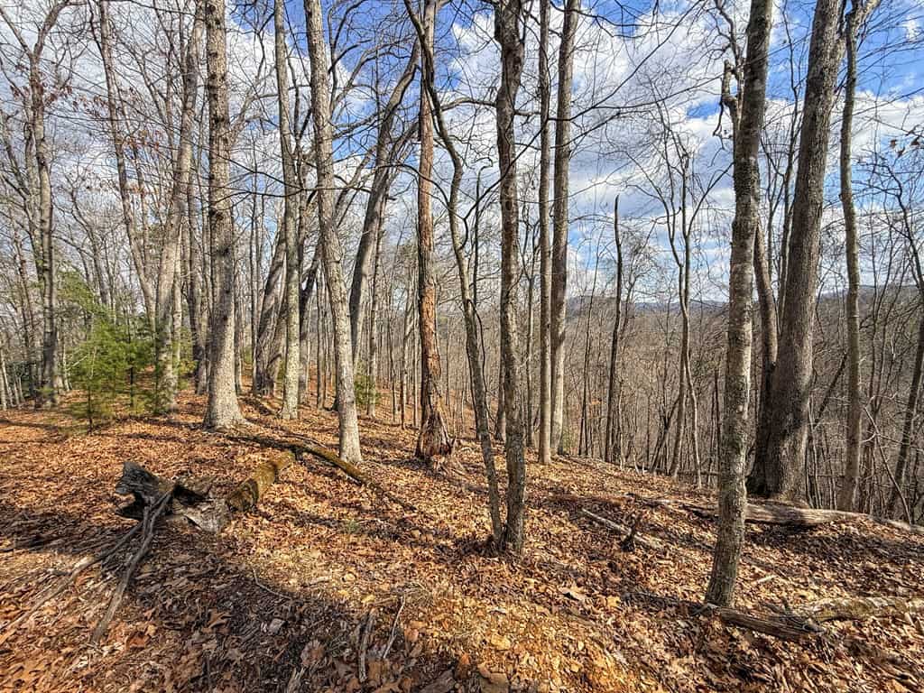 144.8± Acres of Premier Hunting Land in Southwest Virginia
