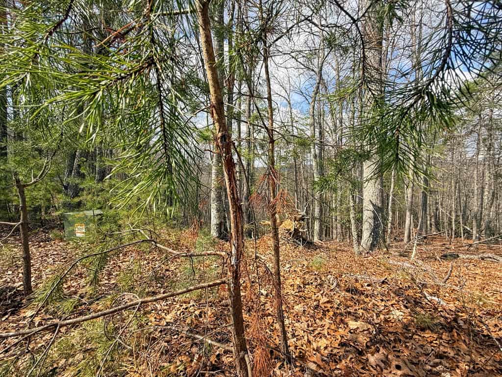 144.8± Acres of Premier Hunting Land in Southwest Virginia