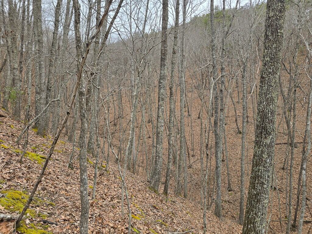 Mountain Hunting Retreat Near Lake Moomaw | 62.5± Acres