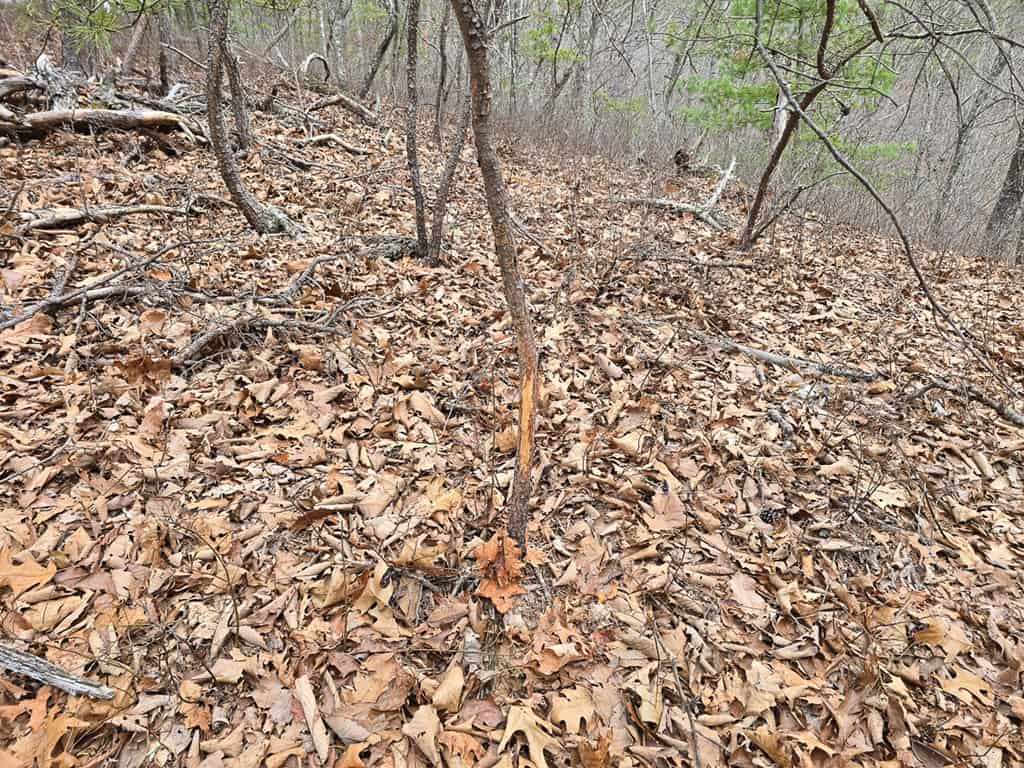 Mountain Hunting Retreat Near Lake Moomaw | 62.5± Acres