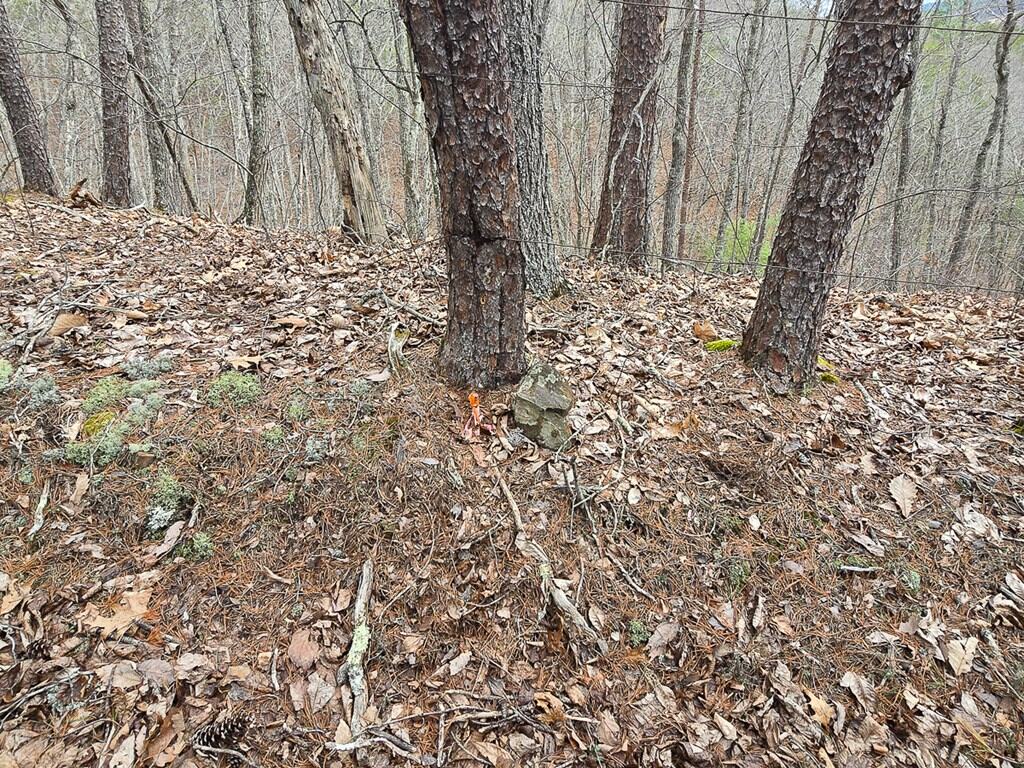 Mountain Hunting Retreat Near Lake Moomaw | 62.5± Acres