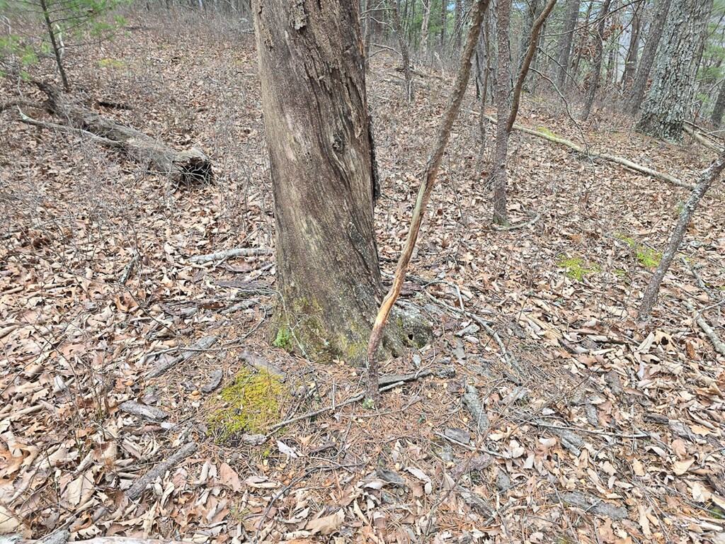 Mountain Hunting Retreat Near Lake Moomaw | 62.5± Acres