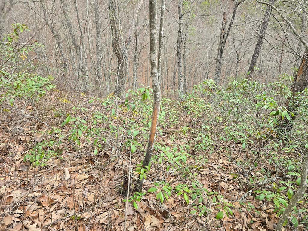 Mountain Hunting Retreat Near Lake Moomaw | 62.5± Acres