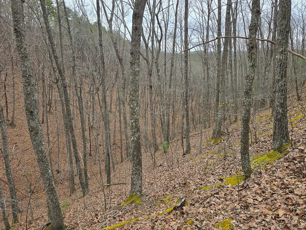 Mountain Hunting Retreat Near Lake Moomaw | 62.5± Acres