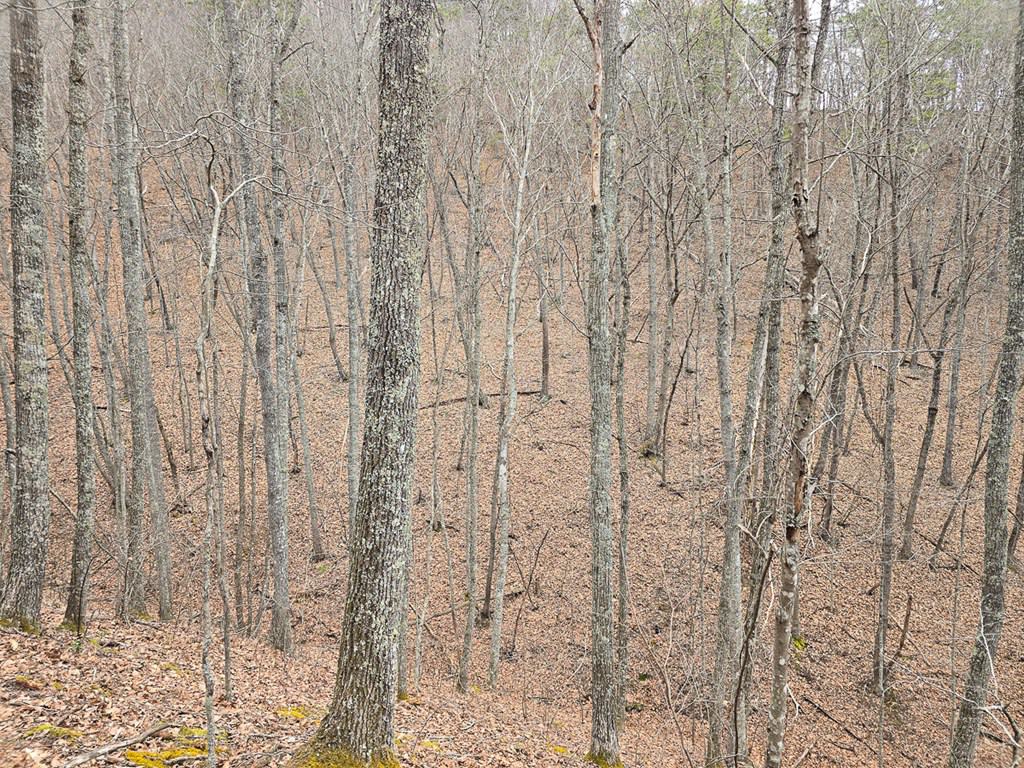 Mountain Hunting Retreat Near Lake Moomaw | 62.5± Acres