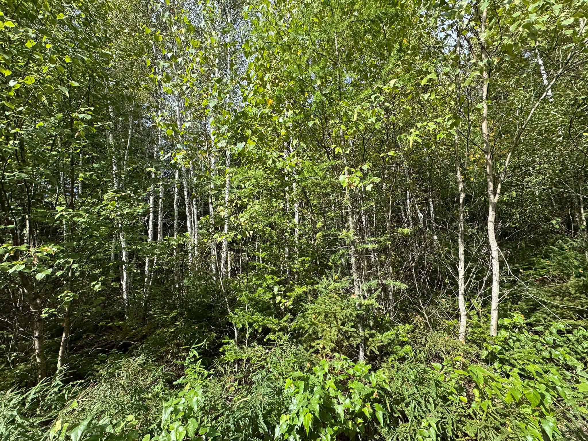 50 Acre Parcel in Downeast Maine – Northfield