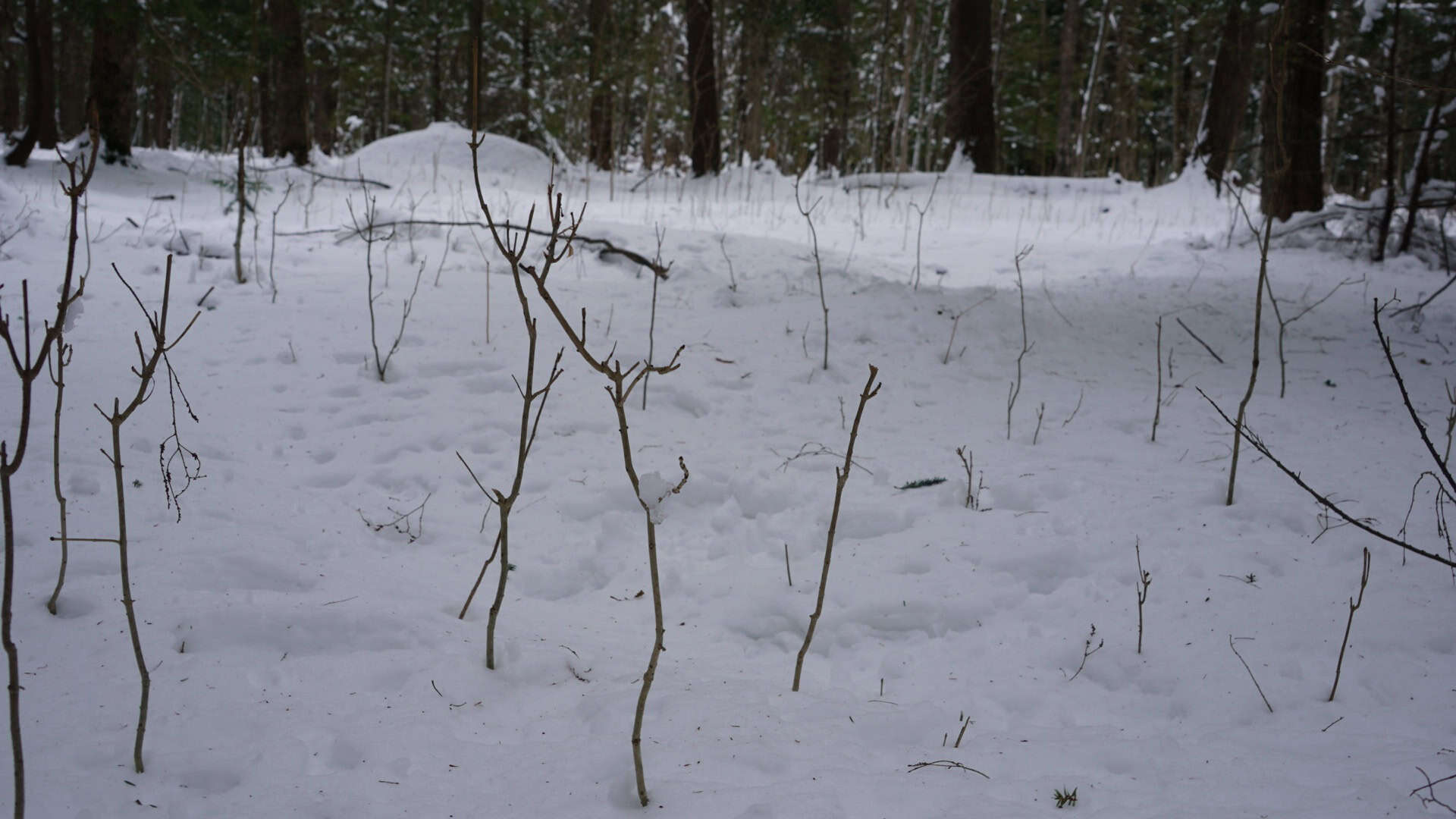 43+/-  Acre Marathon County Hunting, Timber and Rec Tract For Sale