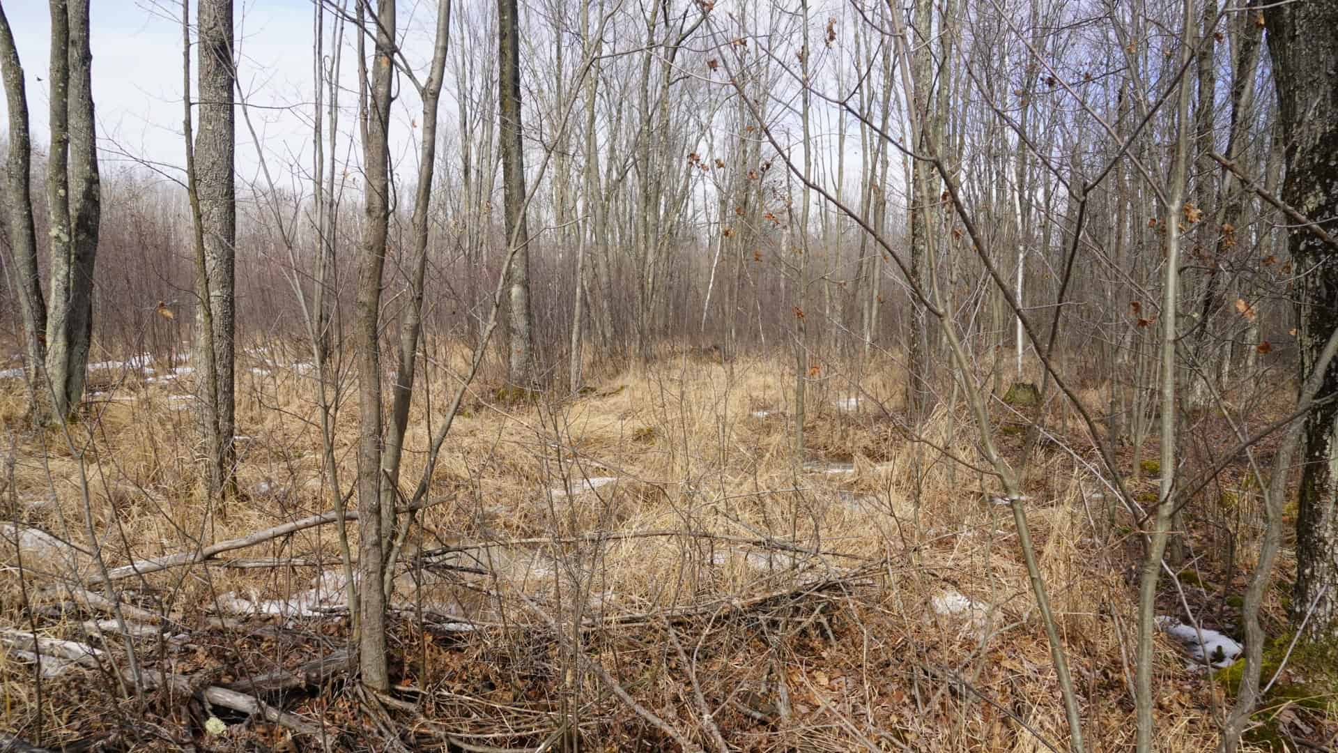 40± acre hunting property outside of Mosinee in Marathon County