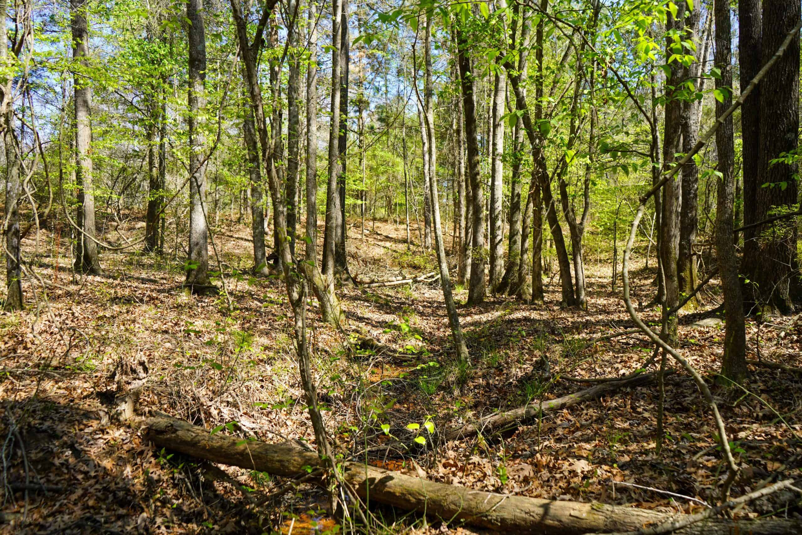 Northeast Lincoln Parish Timberland for Sale