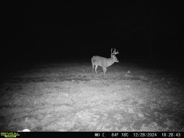 This 38 acres offers a hunting retreat or recreational getaway in Worth Cty GA