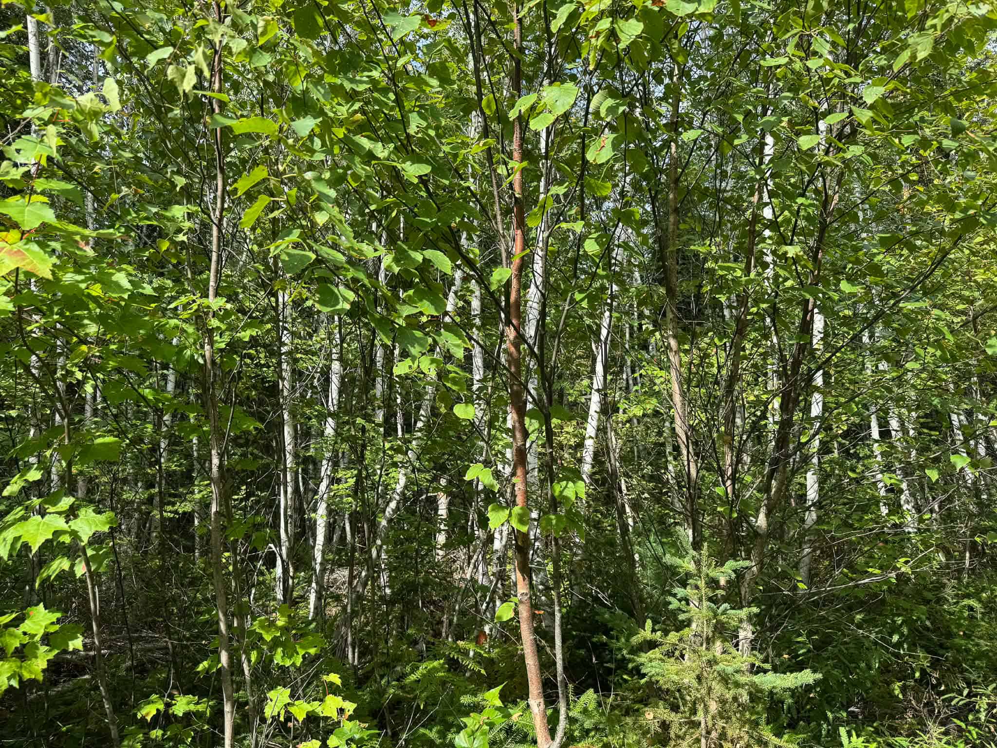 50 Acre Parcel in Downeast Maine – Northfield