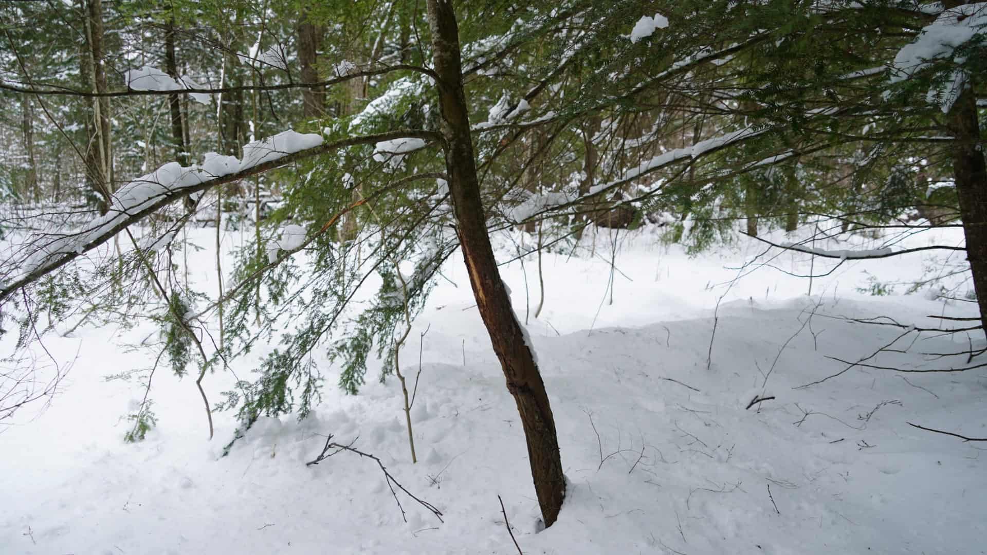 43+/-  Acre Marathon County Hunting, Timber and Rec Tract For Sale