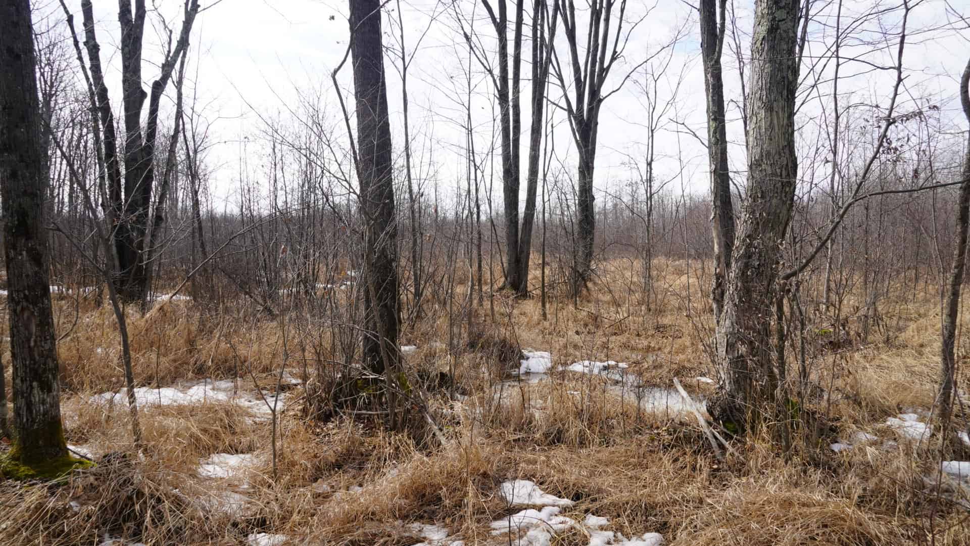 40± acre hunting property outside of Mosinee in Marathon County
