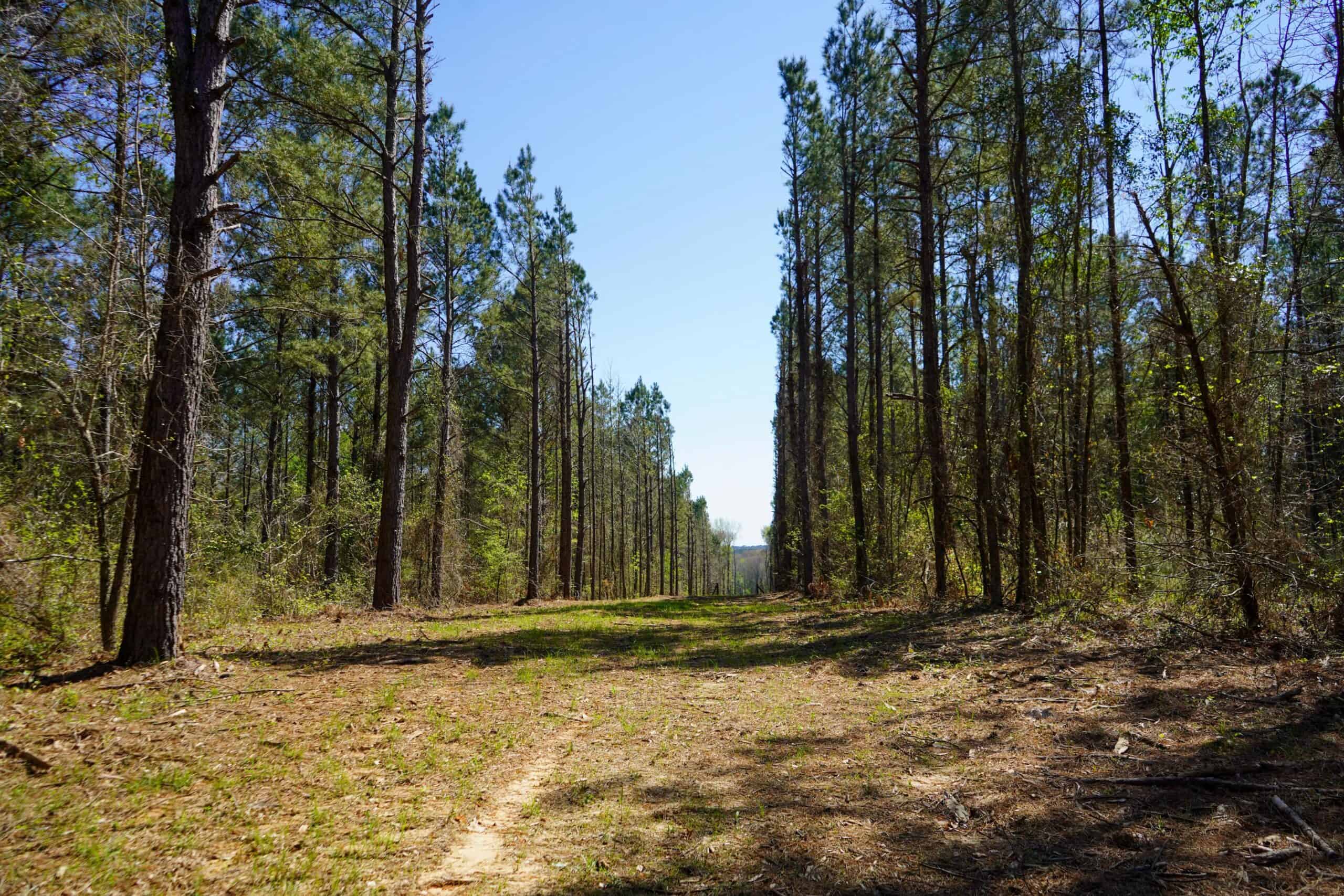 Northeast Lincoln Parish Timberland for Sale