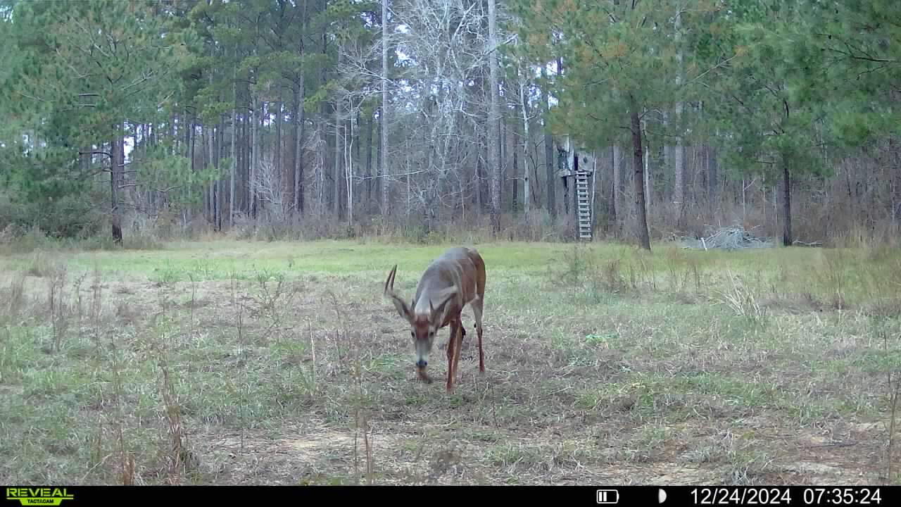 This 38 acres offers a hunting retreat or recreational getaway in Worth Cty GA
