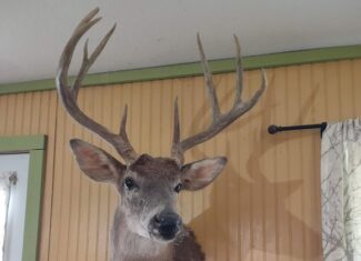 Hunting Paradise with Country Home For SALE in Wright County Mo.