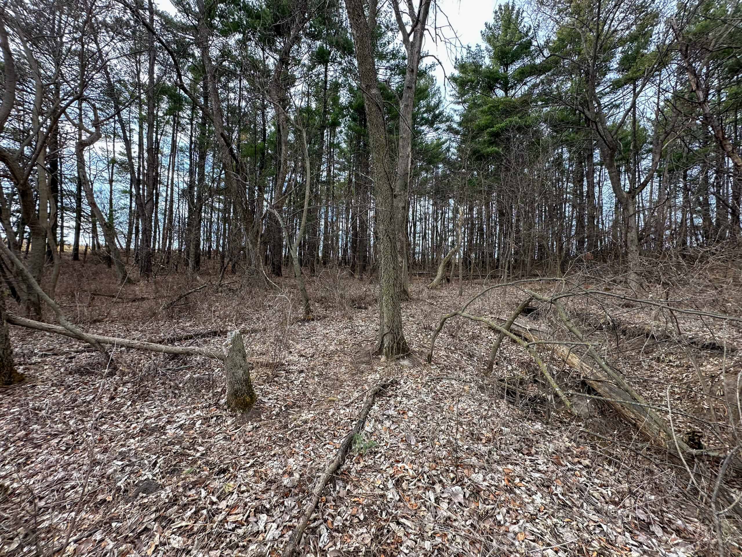 Clarke County 158 +/- Acres Hunting & Income Farm