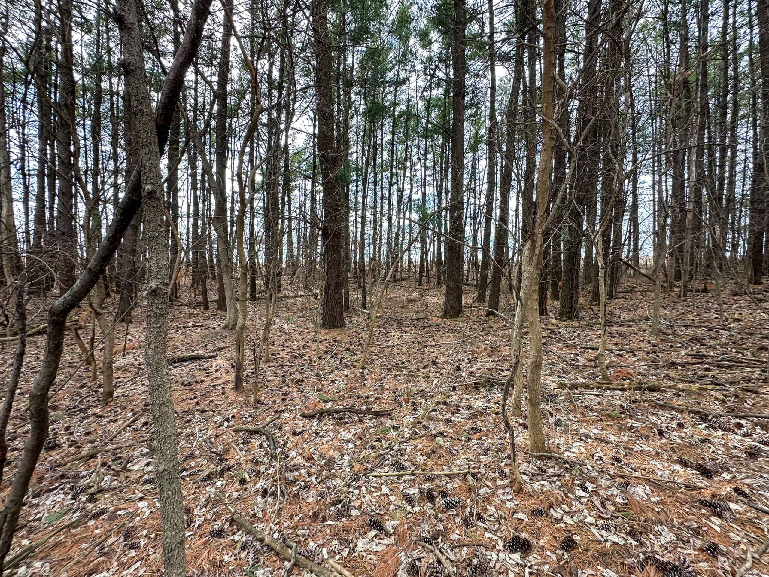 Clarke County 158 +/- Acres Hunting & Income Farm