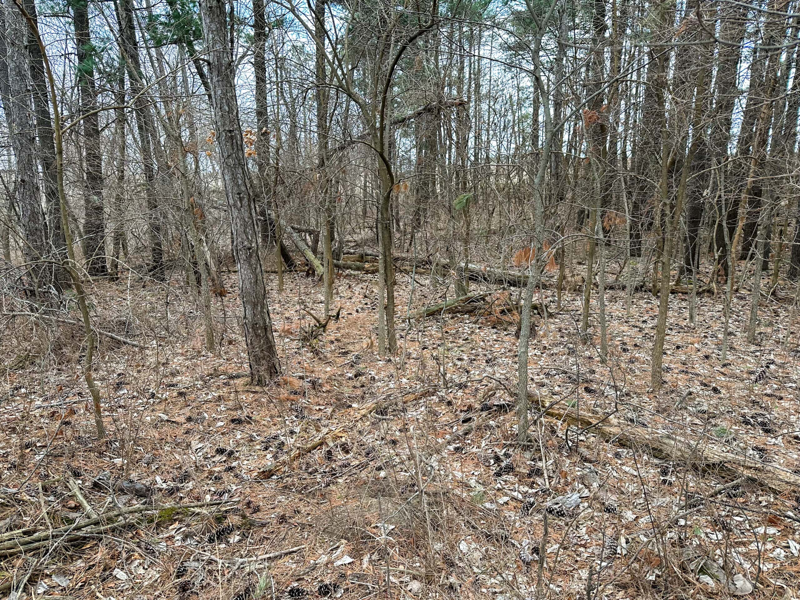 Clarke County 158 +/- Acres Hunting & Income Farm