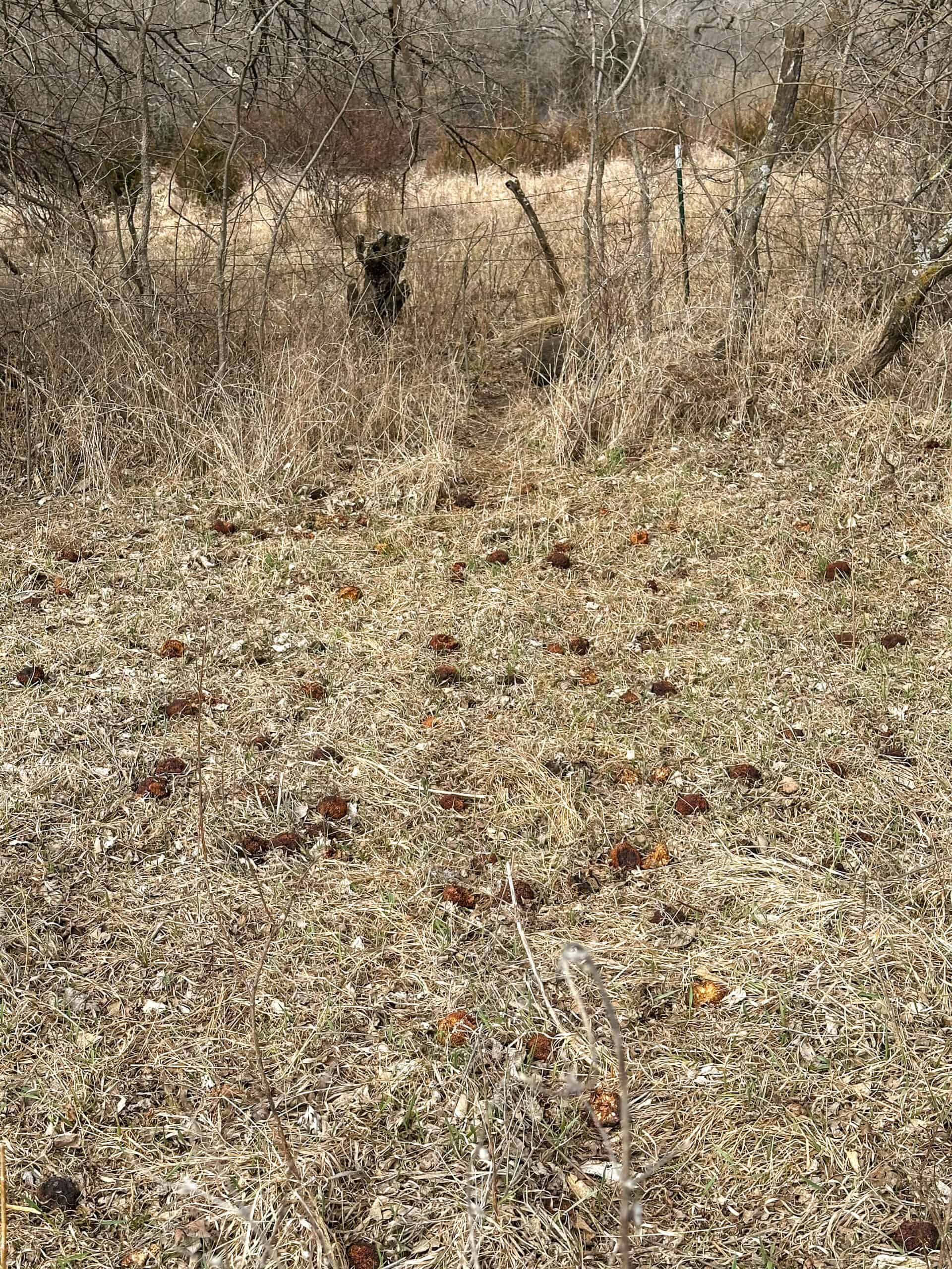 Clarke County 158 +/- Acres Hunting & Income Farm
