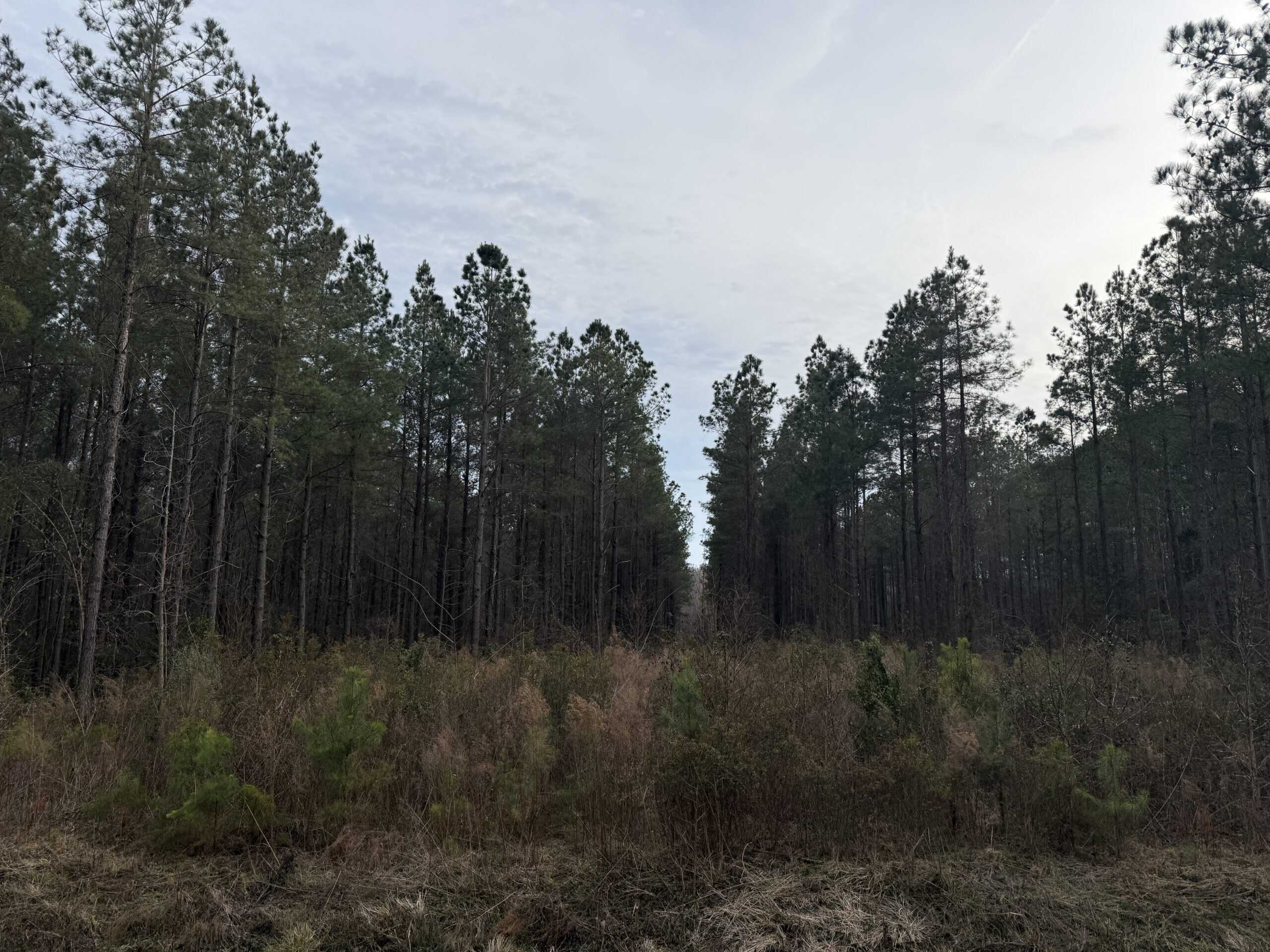 9.5 Acres Timberland Near New Bern & Washington NC