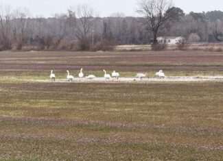 47± Acres Farmland with Road Frontage for Sale