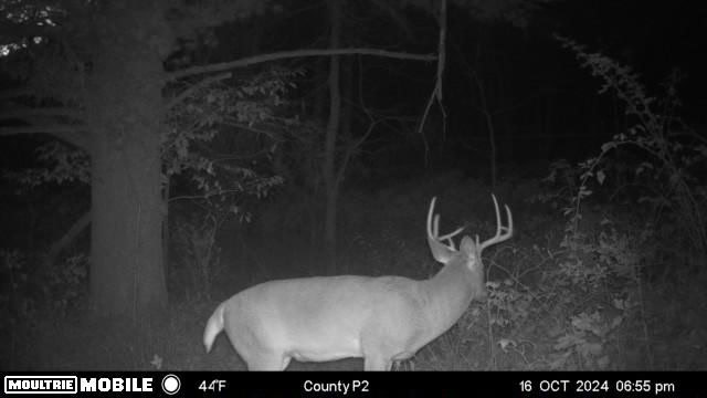16.51 Acres, Mostly Wooded, Spring, Excellent Hunting SW Wisconsin