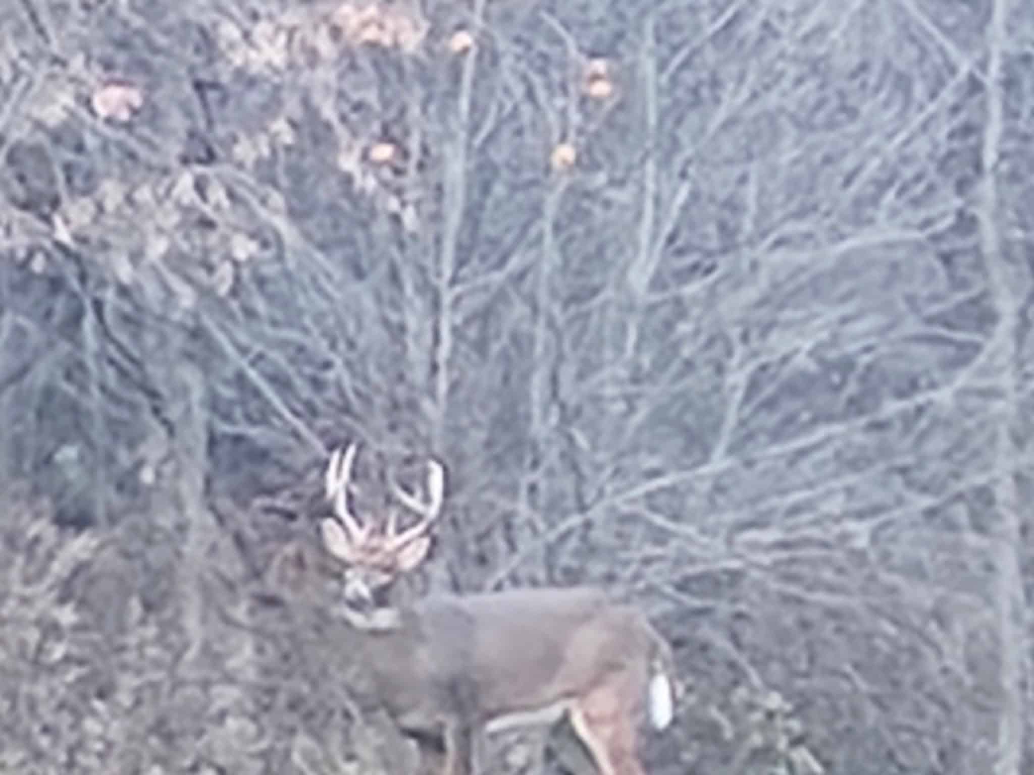 16.51 Acres, Mostly Wooded, Spring, Excellent Hunting SW Wisconsin