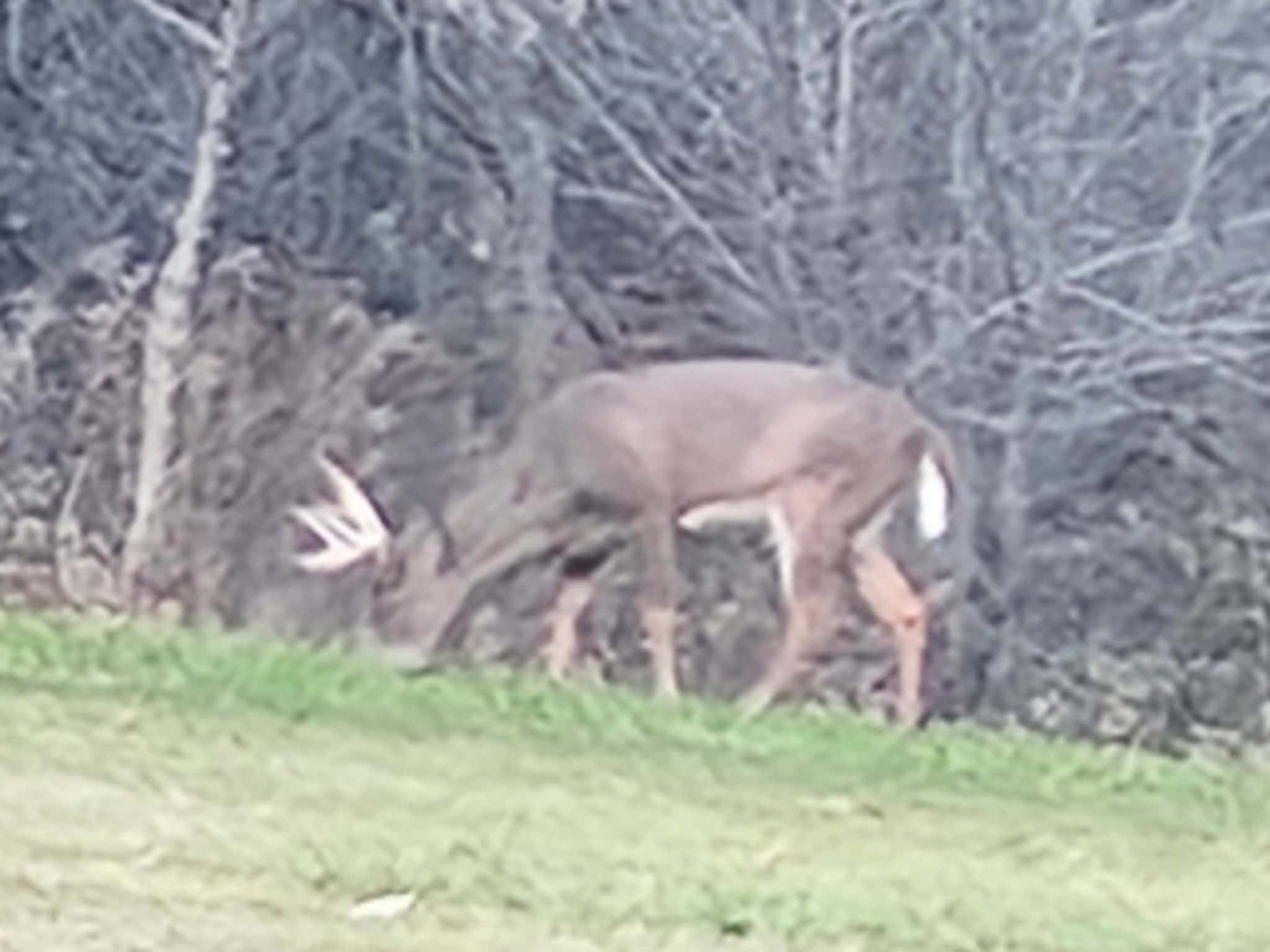 16.51 Acres, Mostly Wooded, Spring, Excellent Hunting SW Wisconsin