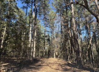 Hunting Land For Sale In North Central Arkansas