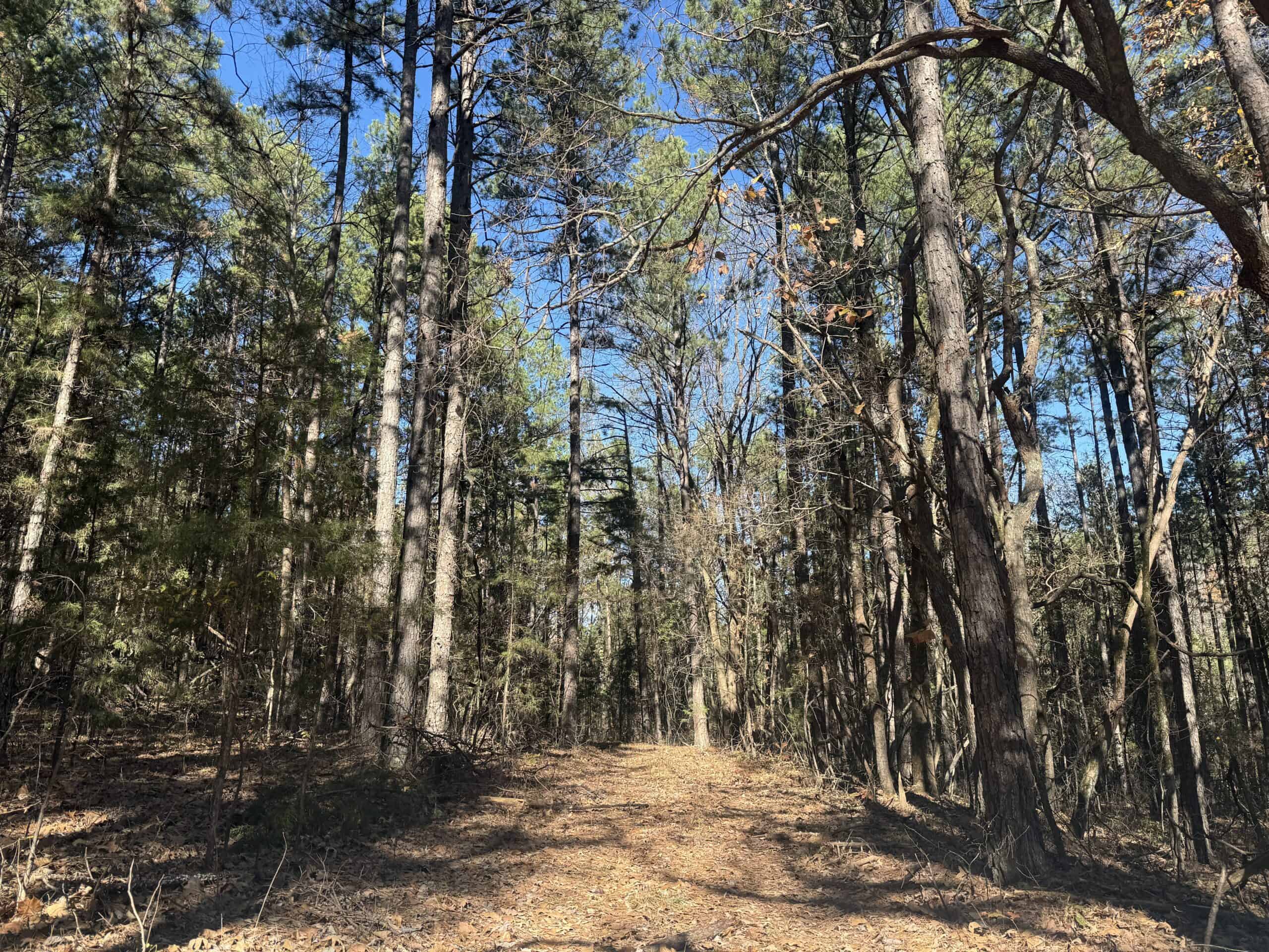 Hunting Land For Sale In North Central Arkansas