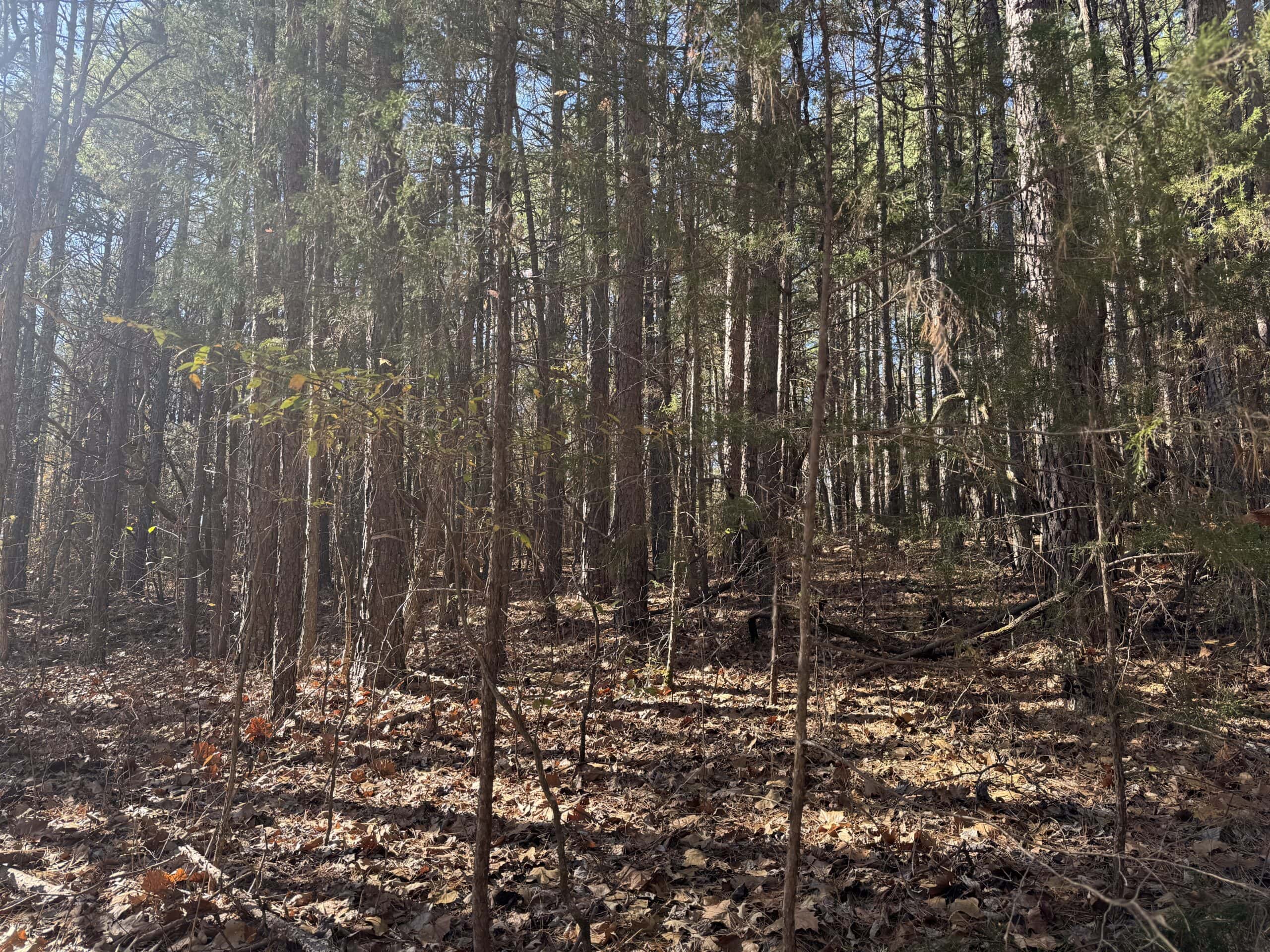 Hunting Land For Sale In North Central Arkansas