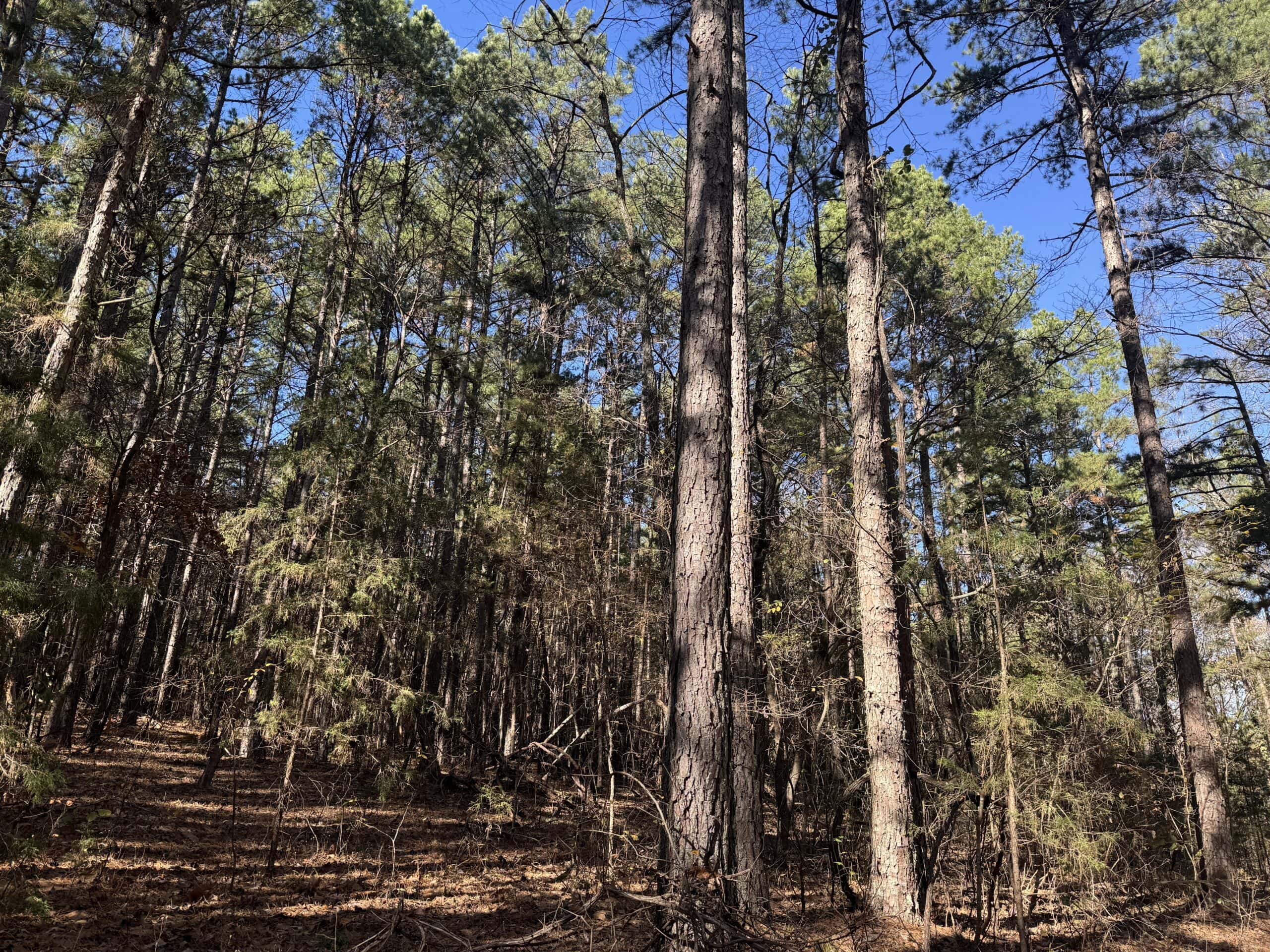 Hunting Land For Sale In North Central Arkansas
