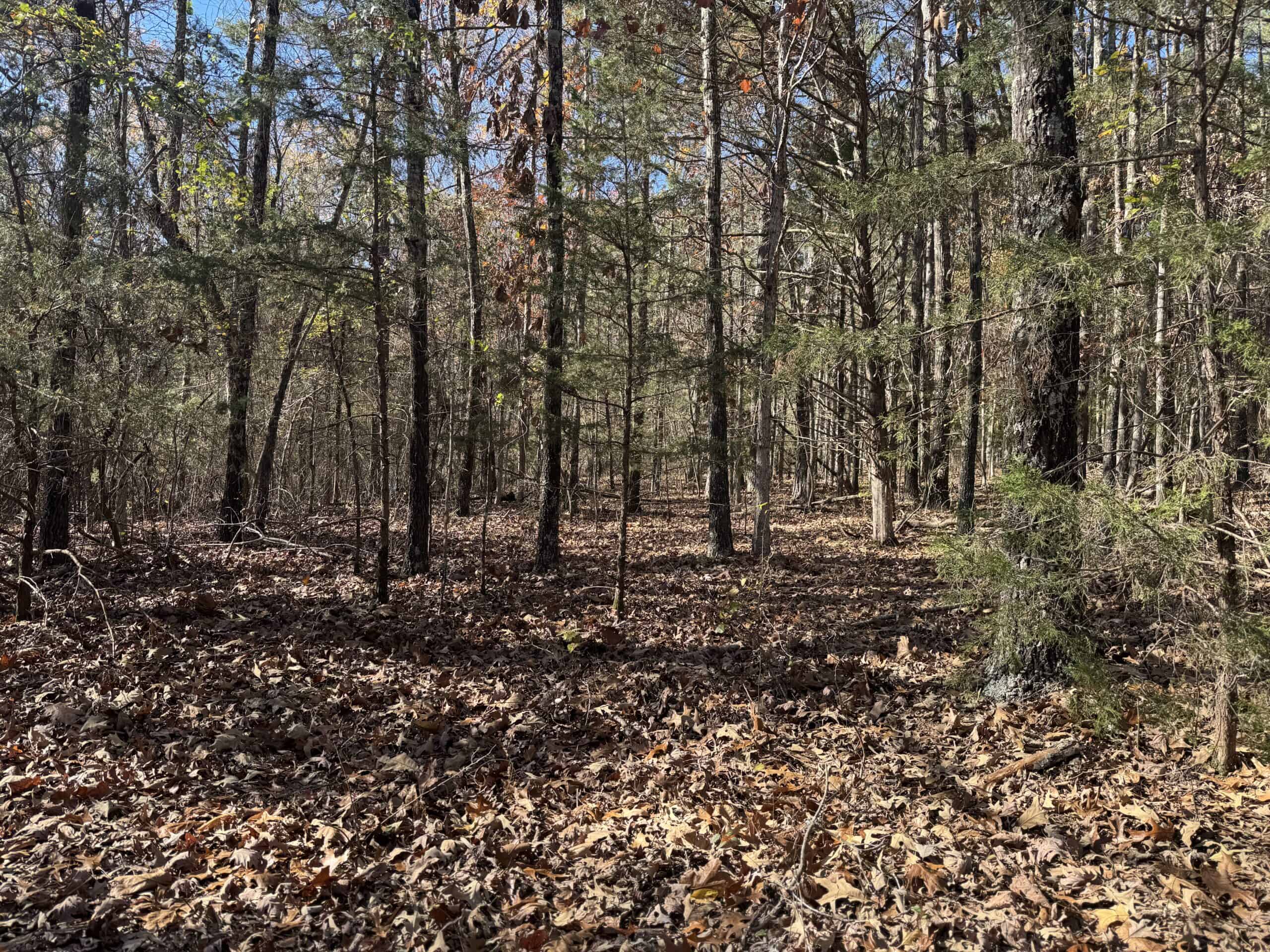 Hunting Land For Sale In North Central Arkansas