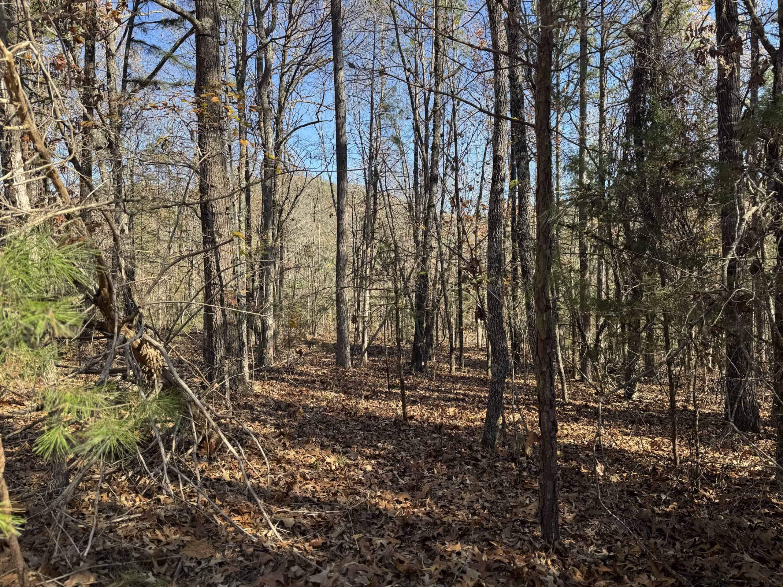Hunting Land For Sale In North Central Arkansas