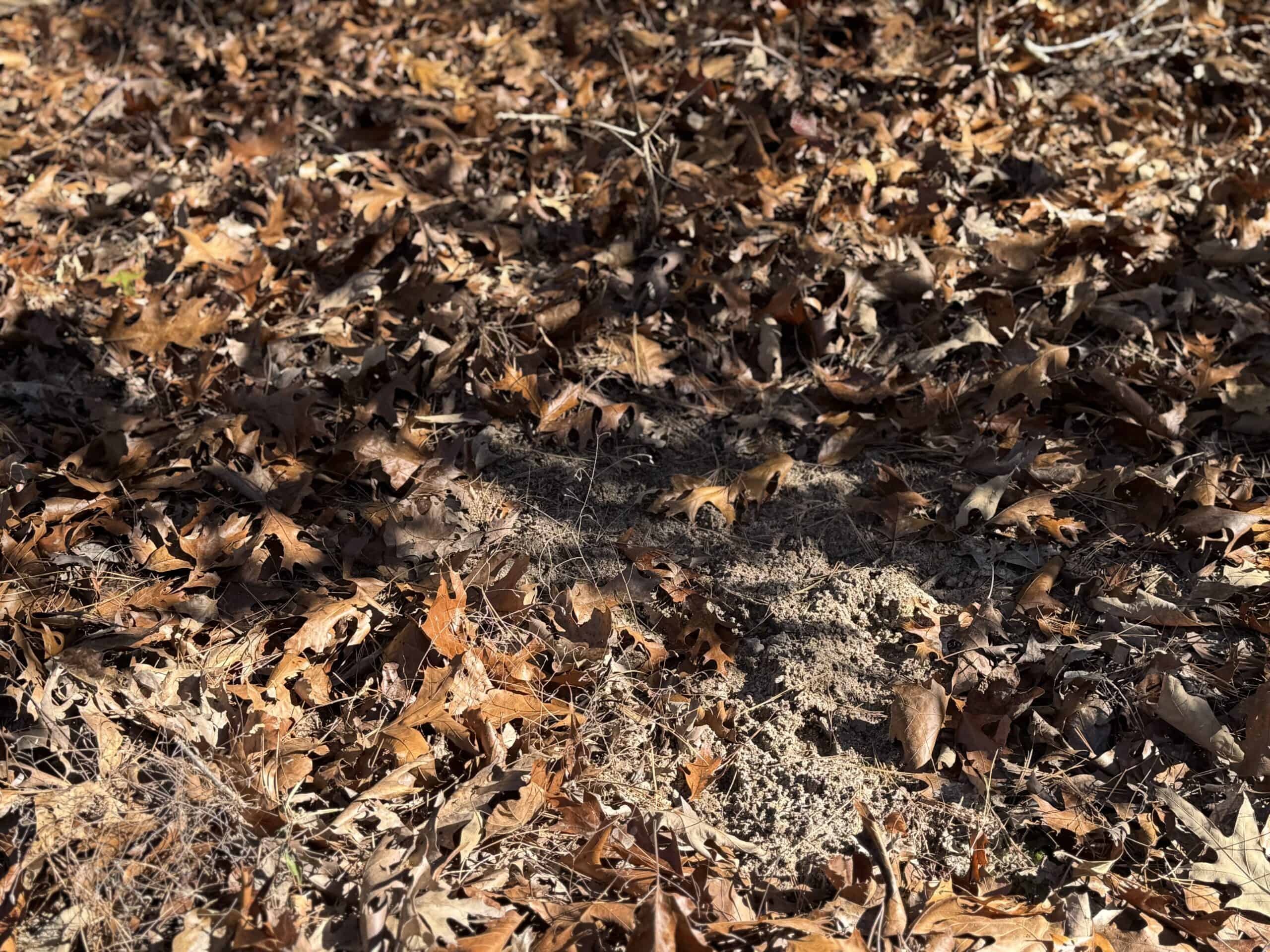 Hunting Land For Sale In North Central Arkansas