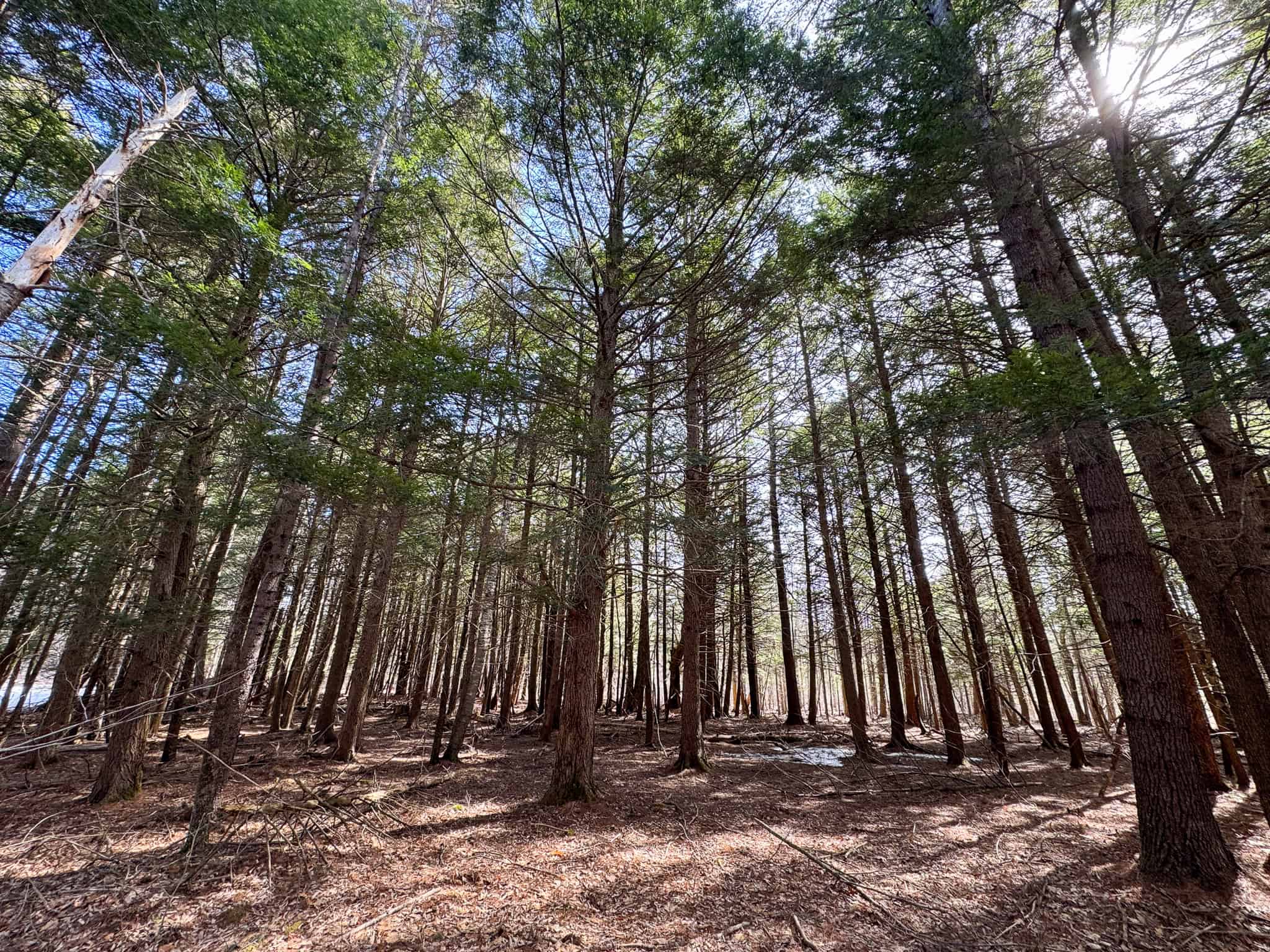 27.5 Acre Wooded Parcel – Brunswick, Maine
