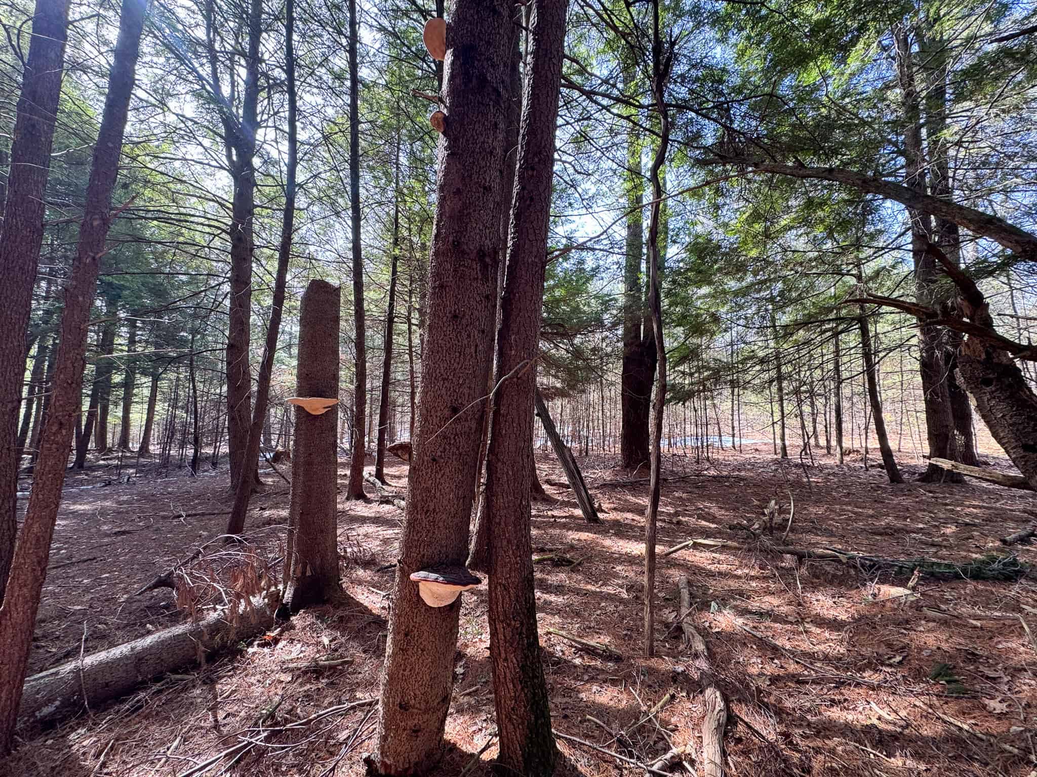 27.5 Acre Wooded Parcel – Brunswick, Maine
