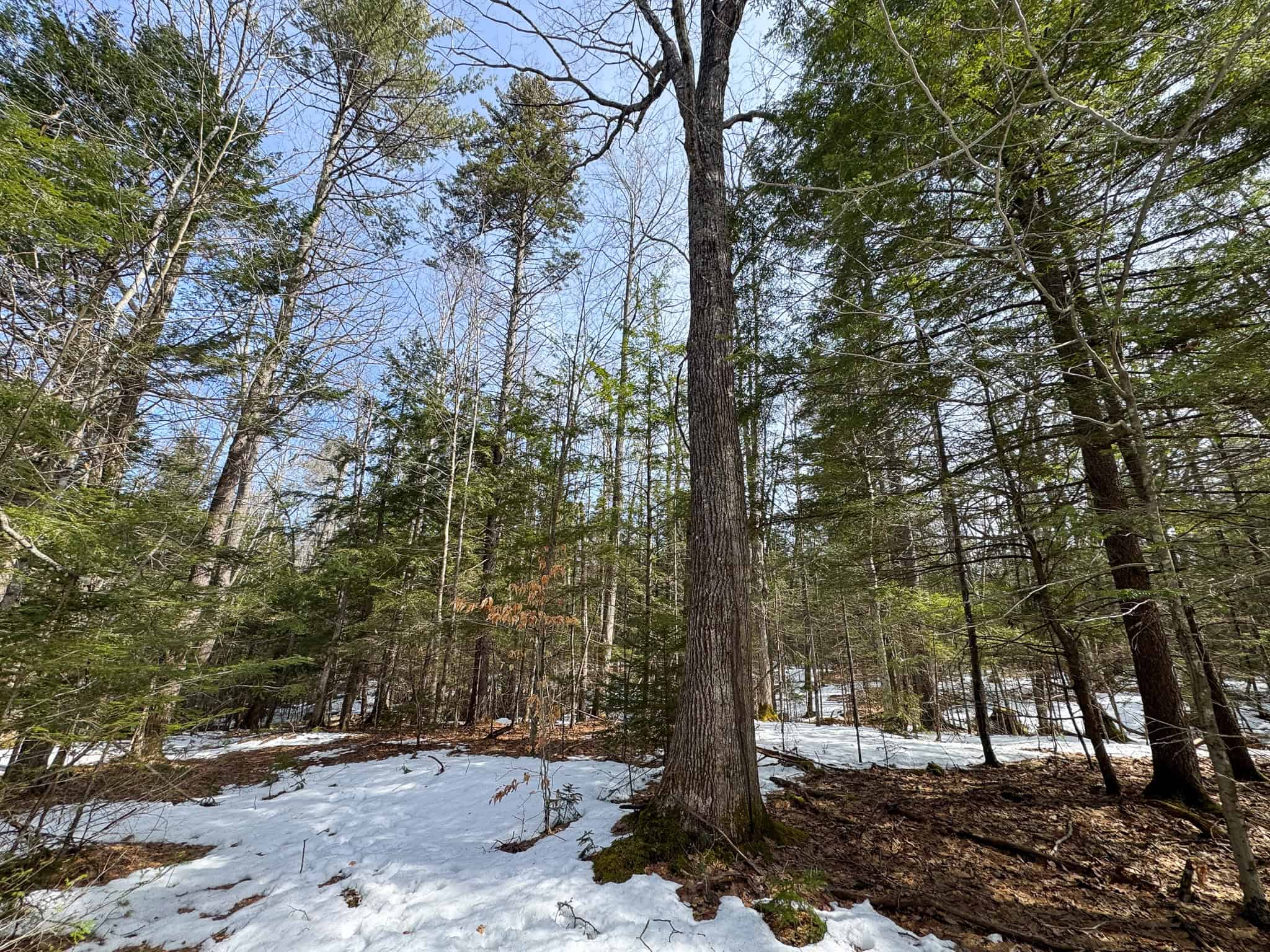 27.5 Acre Wooded Parcel – Brunswick, Maine