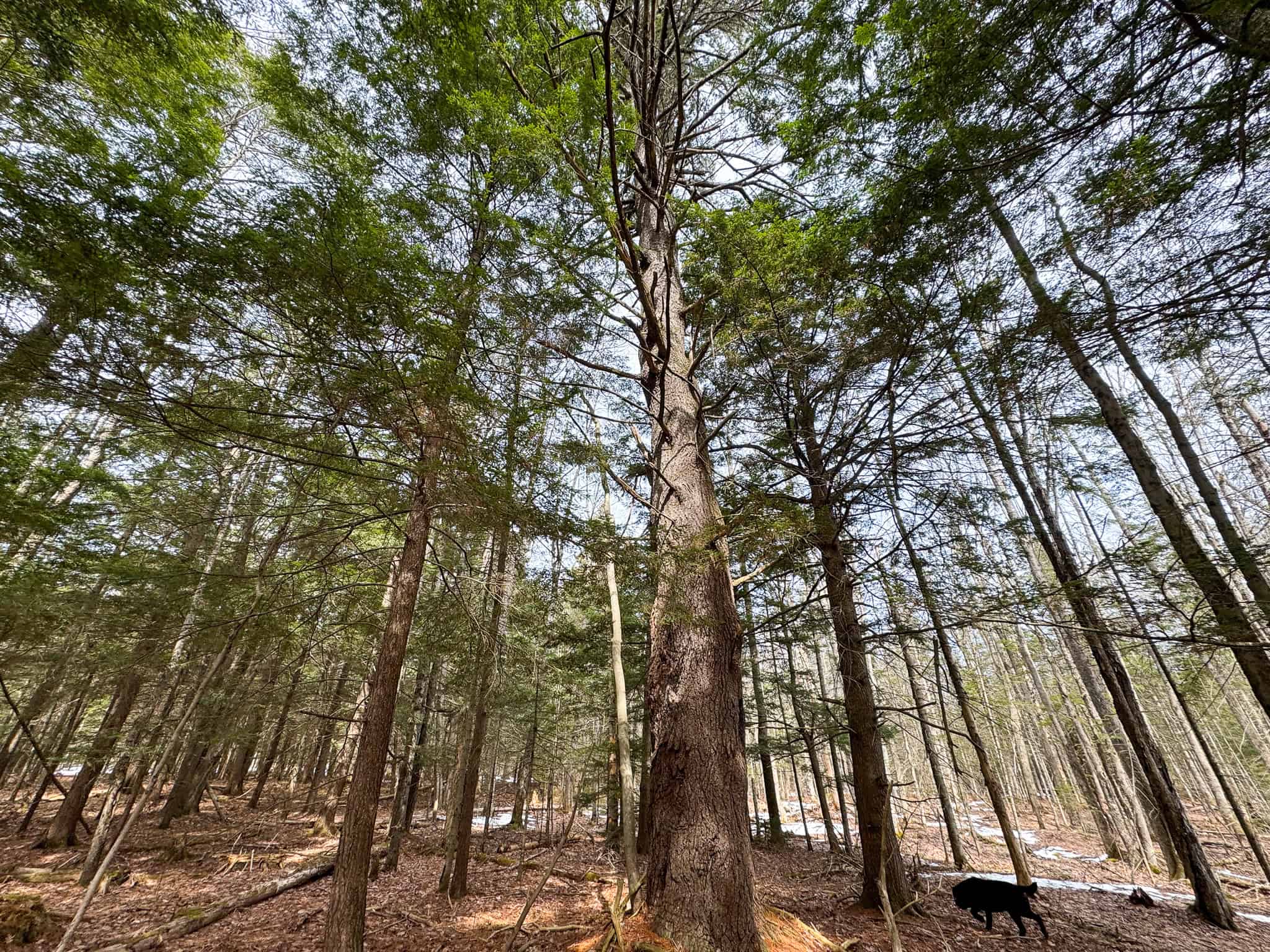 27.5 Acre Wooded Parcel – Brunswick, Maine