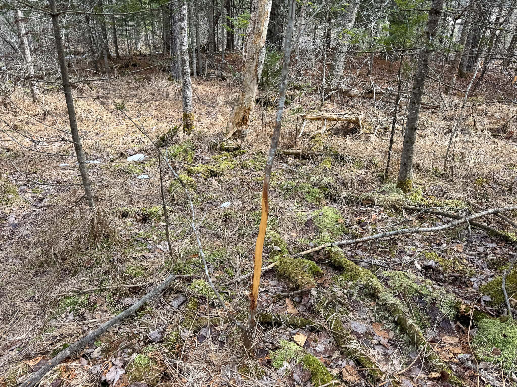 27.5 Acre Wooded Parcel – Brunswick, Maine