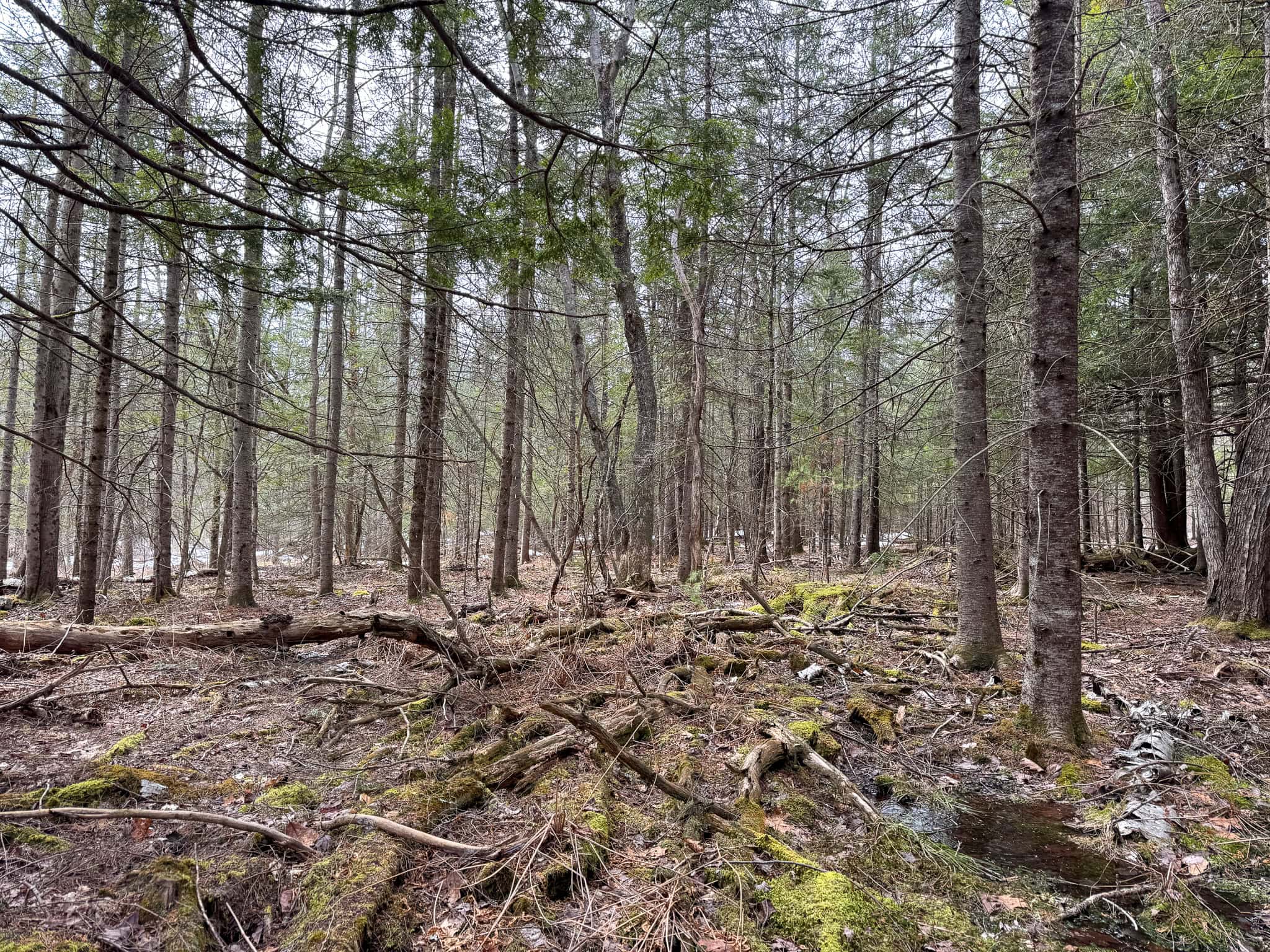 27.5 Acre Wooded Parcel – Brunswick, Maine